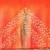 red bandhani gotta patti pure chiffon saree