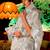 white woven design zari saree