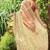 beige striped sequined pure georgette saree