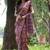 Purple ethnic motifs zari silk blend tussar saree