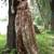 Brown silk blend tussar saree