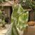 Green pure cotton saree