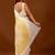 Off white beads and stones organza saree