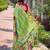 Green woven design zari paithani saree
