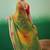 Green bandhani sequinned pure georgette bandhani saree
