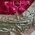 Light Parrot Green Golden Embroidery And Dori With Sequins All Over The Border Fandy Silk Saree
