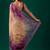 Beige floral zari tissue saree
