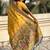 Yellow kalamkari zari silk blend designer banarasi saree