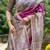 Purple  madhubani magenta sarees