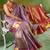 purple kanjivaram silk blend saree for women traditional festive party wedding saree