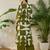 Green printed pure cotton kurta trouser set