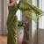 Olive embellished sequinned  cotton handloom khadi saree
