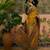 Mustard position printed zari weaving saree with contrast blouse piece