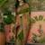Green position printed zari weaving saree with contrast blouse piece