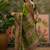 Green position printed zari weaving saree with contrast blouse piece