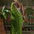 Green embellished embroidered laheriya printed georgette ready to wear saree