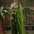 Green embellished embroidered laheriya printed georgette ready to wear saree