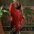 Red ready to wear satin floral digital printed saree