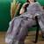 Grey zari woven kanjeevaram saree with blouse