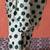Green ready to wear polka dots digital printed saree
