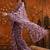 Purple colourblocked mirror work satin saree