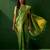 Green ethnic motifs woven designed kanjeevaram saree