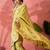 Lime woven design banarasi saree with blouse piece