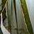 Green green embellished  chiffon sarees