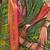 Green ethnic motifs printed zari patola celebrity saree