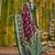 Maroon ethnic motifs zari silk blend handloom sambalpuri saree