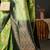 Green green & gold-toned ethnic motifs woven design zari kanjeevaram saree