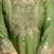 women embroidered regular kurta with palazzos & with dupatta