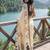Cream batik  cotton designer ikat saree