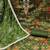 Floral Woven Design Beads and Stones Organza Unstitched Dress Material