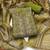 green color shimmer cotton linen fabric designer ethnic ceremonial suit for ethnic looks