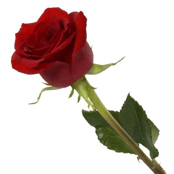 buy adorable cute red
