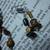 Tiger Eye Set
