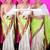 mandira bedi neon green and off white saree