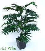 Areca Palm Plant 