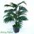 Areca Palm Plant 