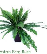Boston Fern Bunch