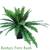 Boston Fern Bunch
