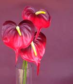Anthuriums Natural Touch Artificial Flower (Red Shaded)