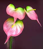 Anthuriums Natural Touch Lt. Pink (Artificial)