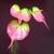 Anthuriums Natural Touch Lt. Pink (Artificial)