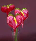 Anthuriums Natural Touch Red Shaded (Artificial)