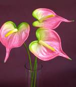 Anthuriums Natural Touch (Artificial) Lt. Pink