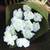 Bunch of White Artificial Carnations