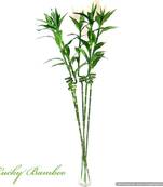 Lucky Bamboos - Artificial Plants