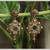 Inlay work earrings with Green Drop